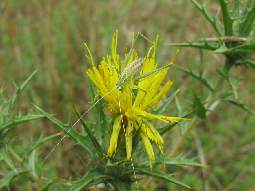 ninfa (maschio) di Tylopsis lilifolia (Phaneropteridae)